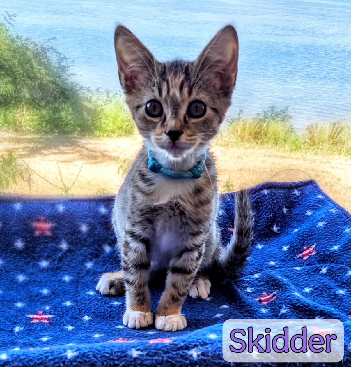Enlarge Skidder, a Adoptable Domestic Short Hair in Tillamook, OR image 3/5