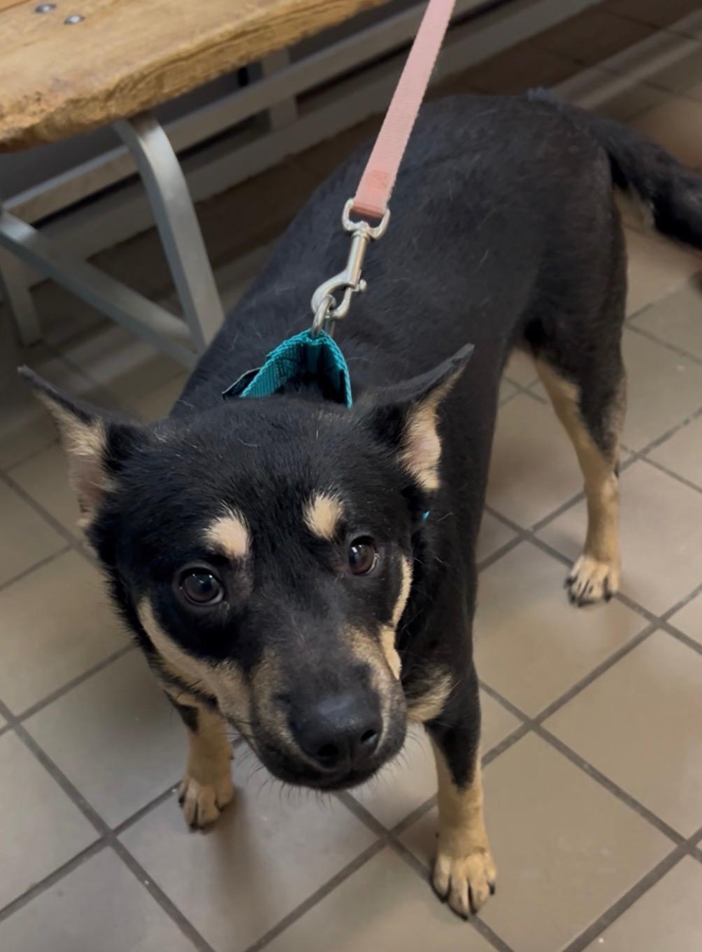 Phantom, a ADOPTABLE Mixed Breed in Wantagh, NY image 2/2