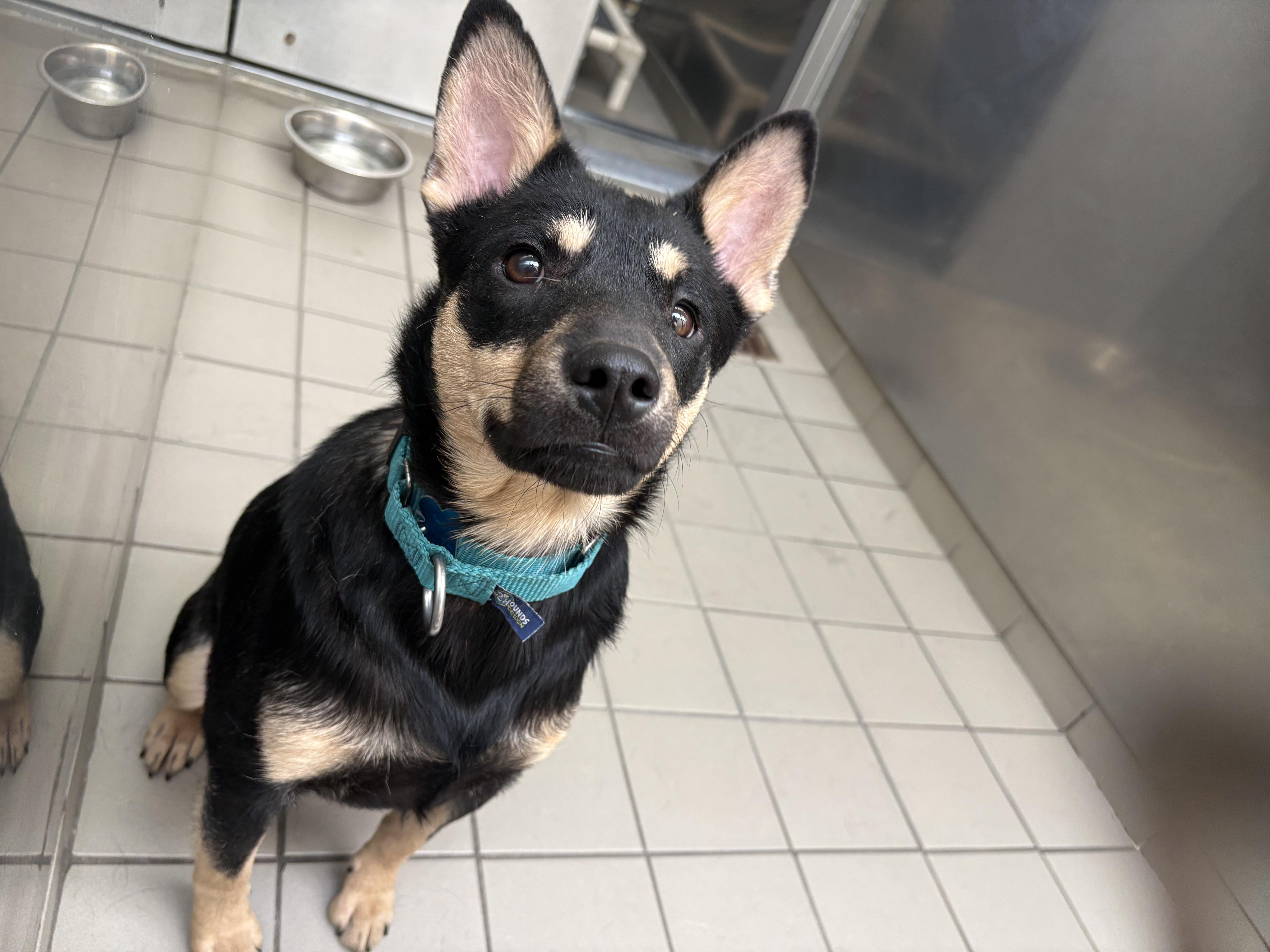 Phantom, a ADOPTABLE Mixed Breed in Wantagh, NY image 1/2