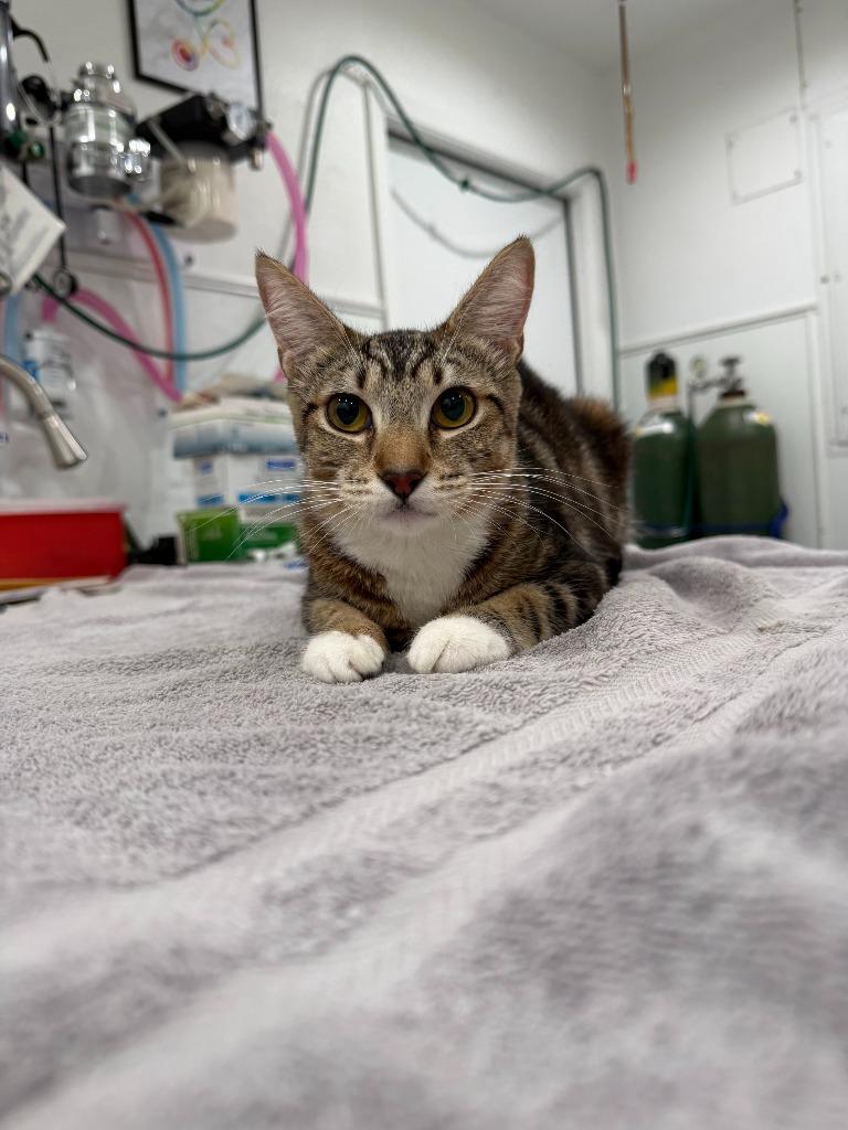 Enlarge Stella, a Adoptable mixed breed in Brookings, OR image 1/1