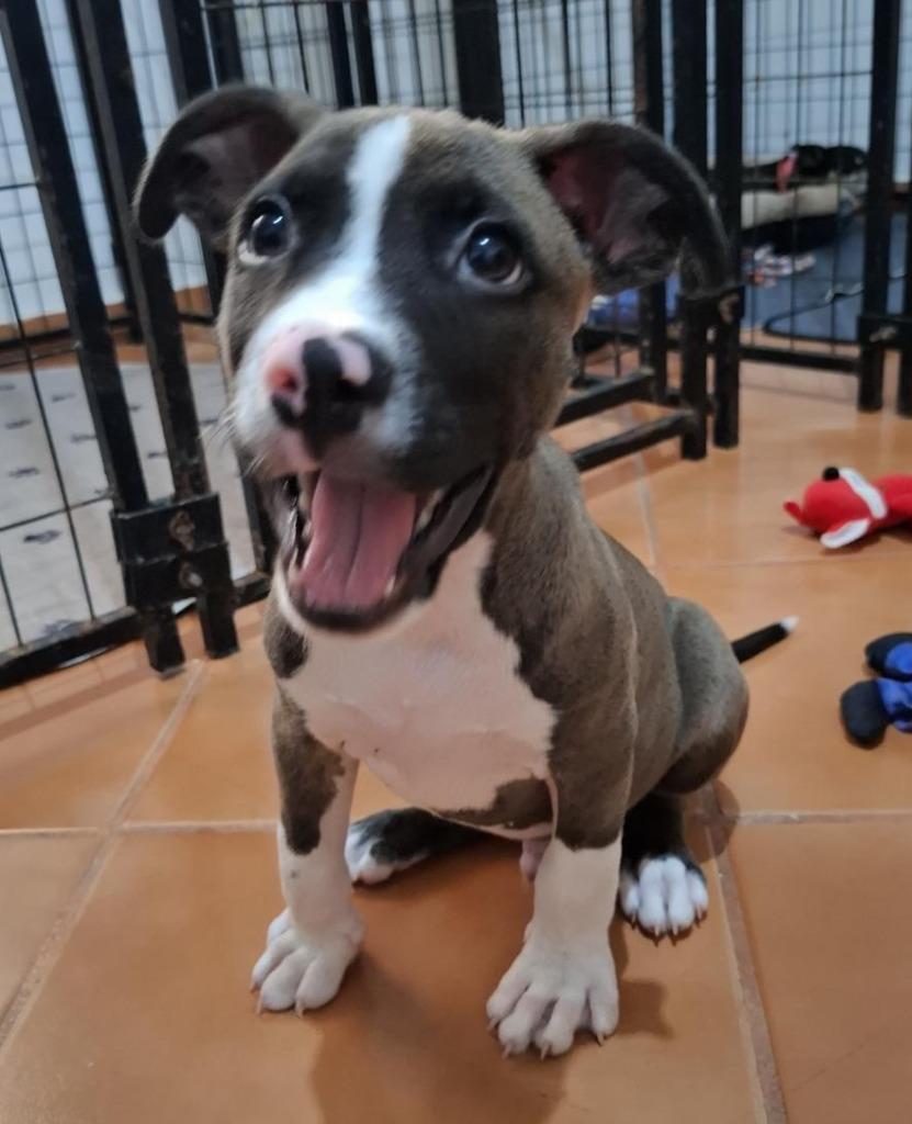 Timber, Adopted, Young Male Chihuahua & Labrador Retriever.