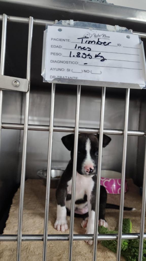 Enlarge Timber, a Adopted mixed breed in San Juan de Abajo, NAY image 2/2