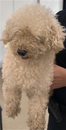 JORDAN, Adoptable, Adult Male Poodle.