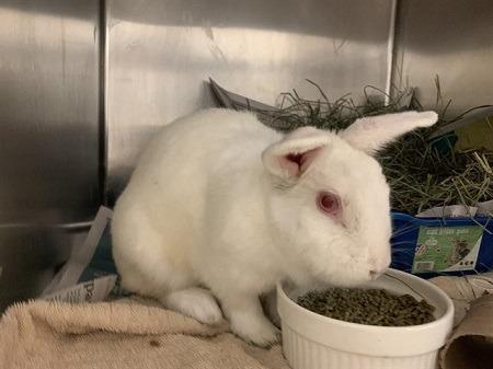 Ruthy, Adoptable, Young Female Bunny Rabbit.