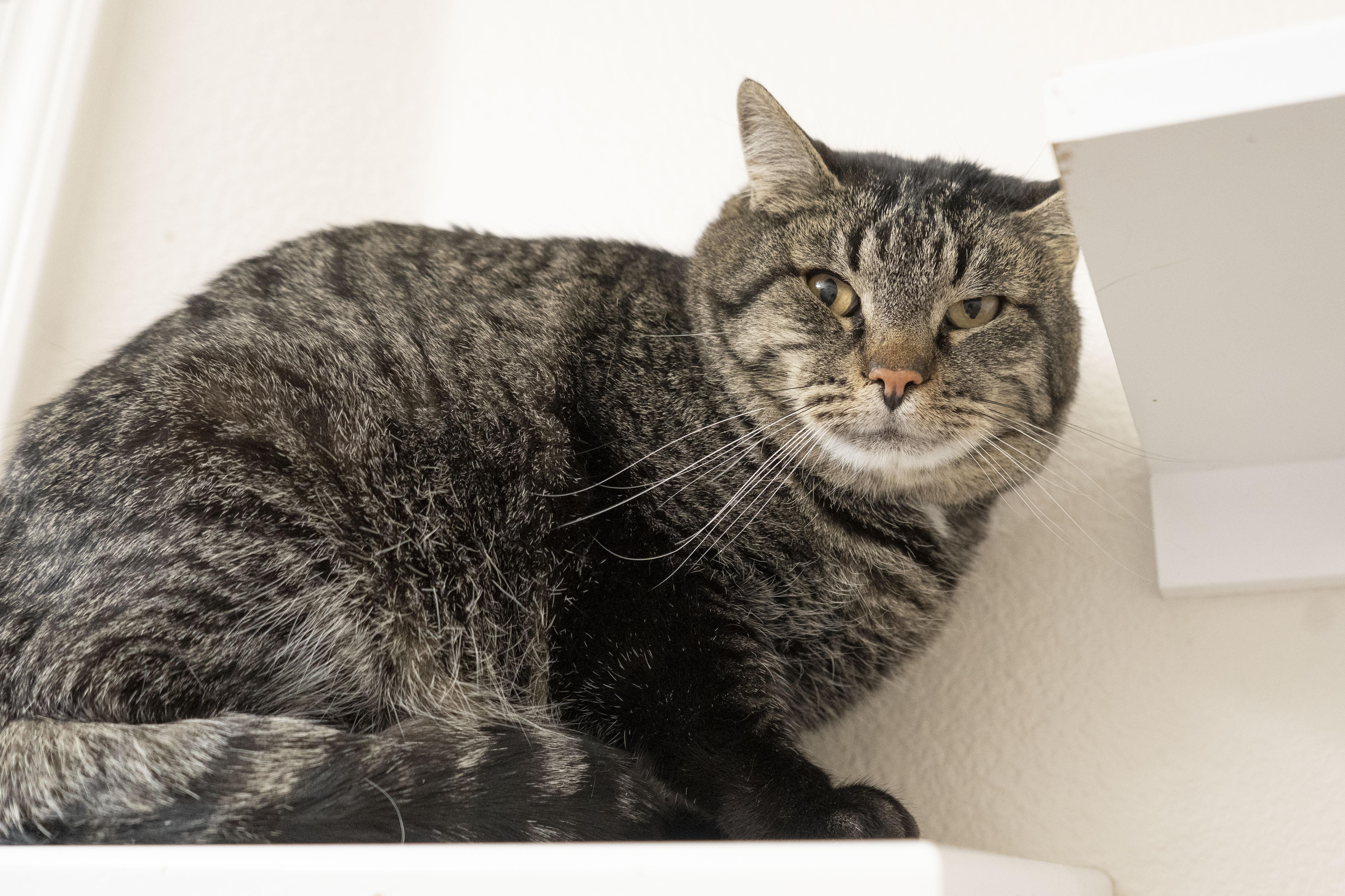 Kimbap, ADOPTABLE, Adult Male Domestic Short Hair.