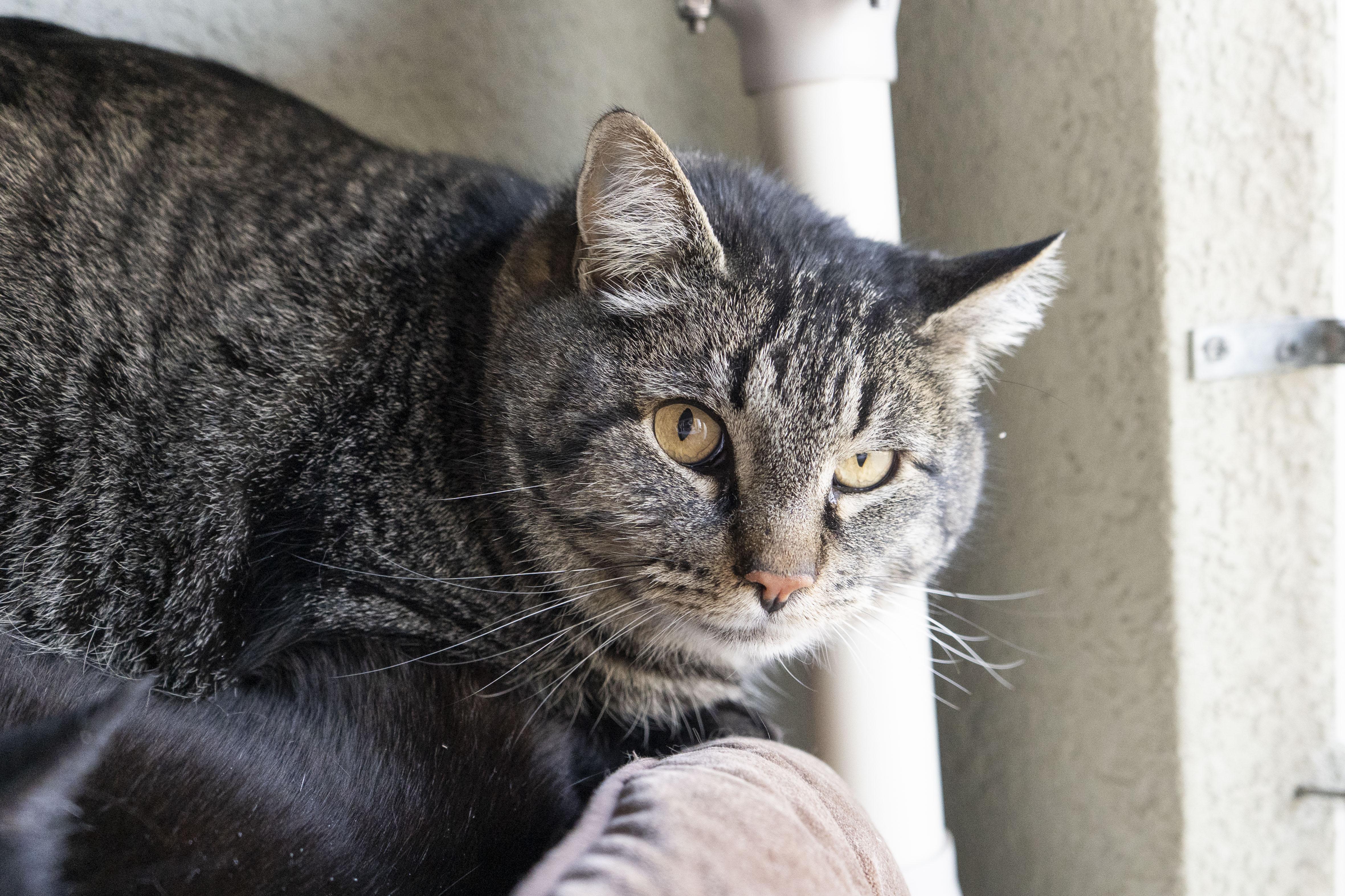 Kimbap, a ADOPTABLE Domestic Short Hair in Boise, ID image 2/3