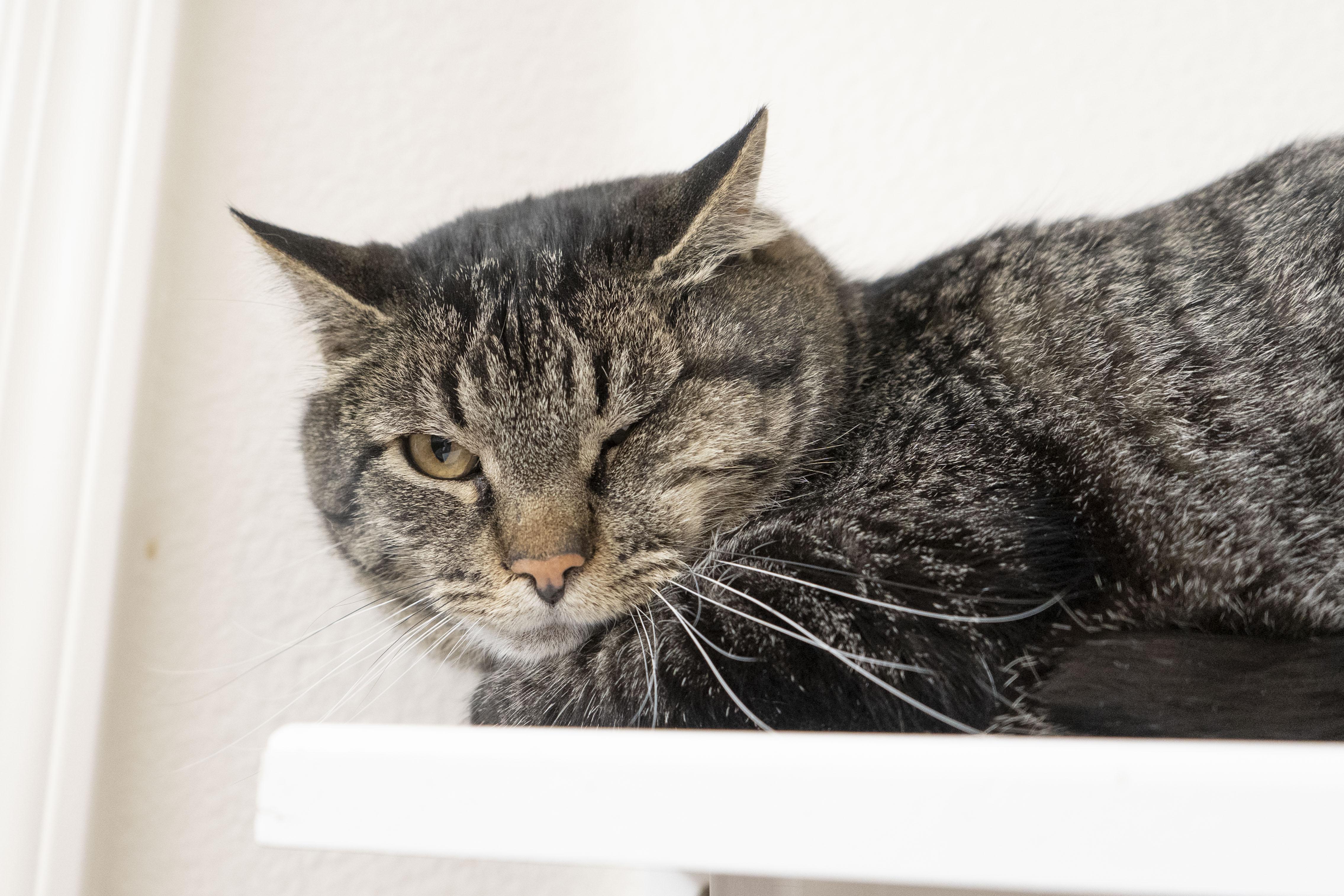 Kimbap, a ADOPTABLE Domestic Short Hair in Boise, ID image 3/3