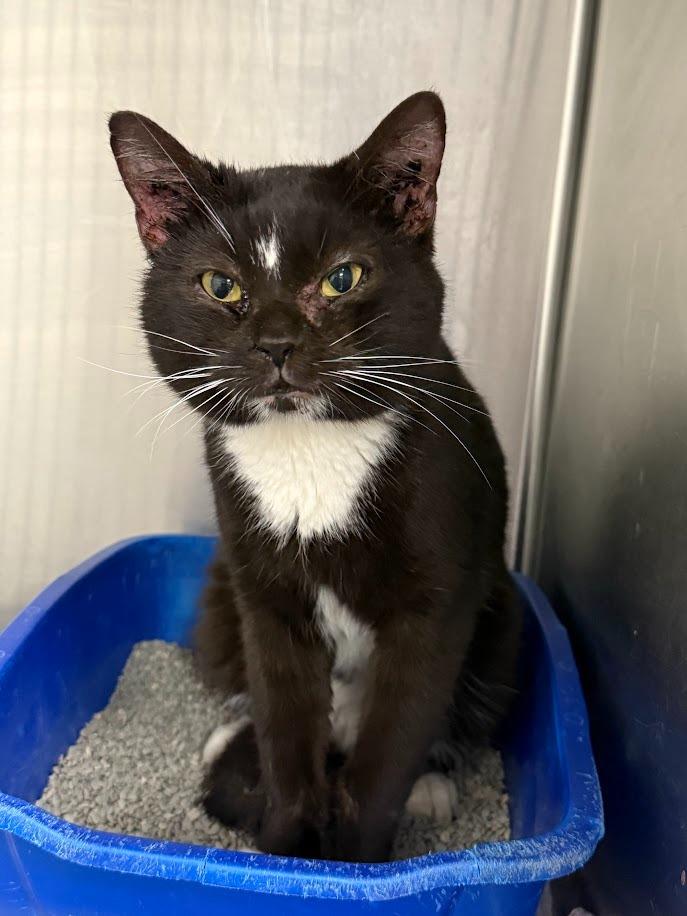 Whiskey, Adoptable, Young Male Domestic Short Hair.