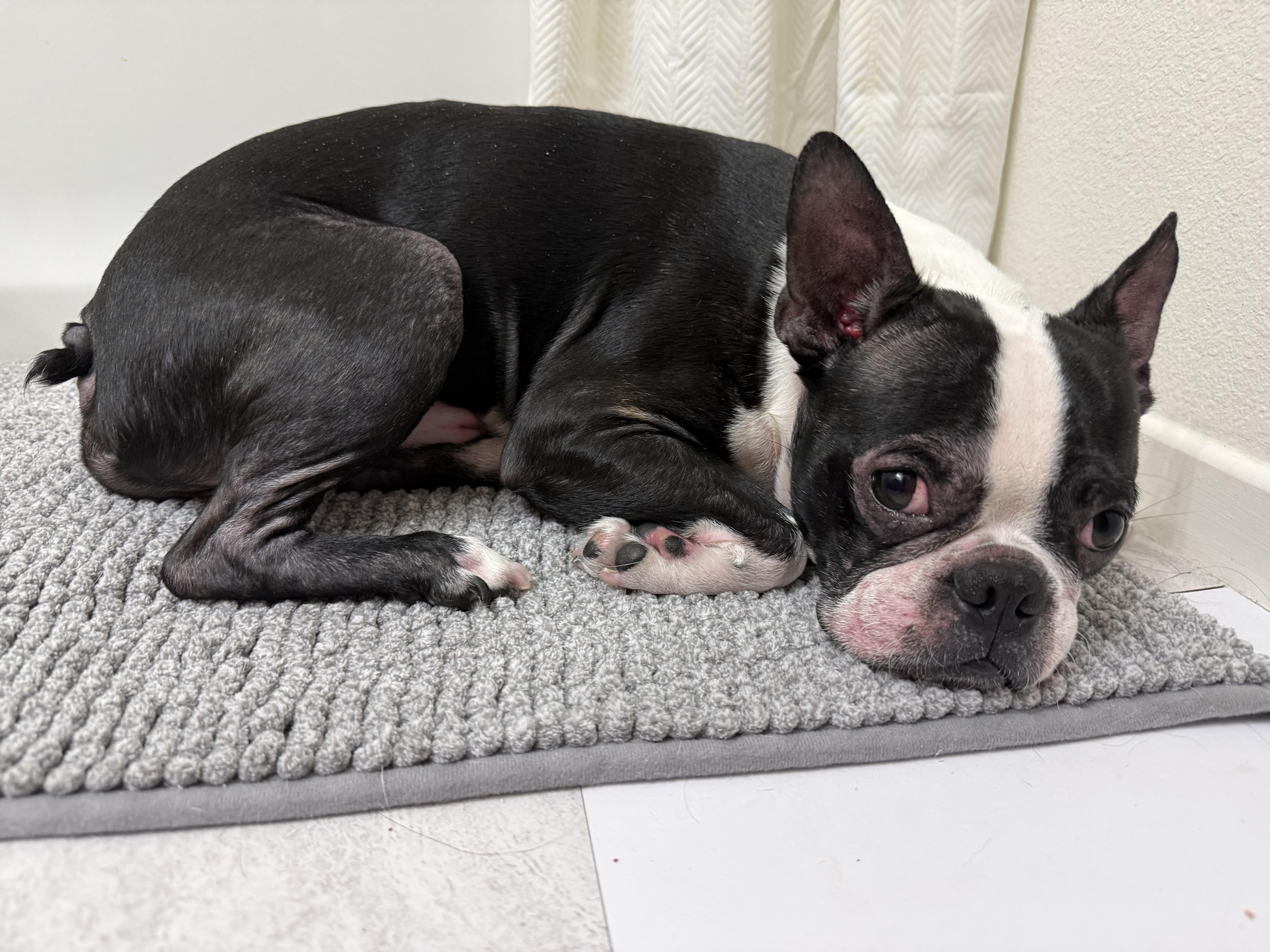 Enlarge Frank , an adopted Boston Terrier in Henderson, NV image 1/1