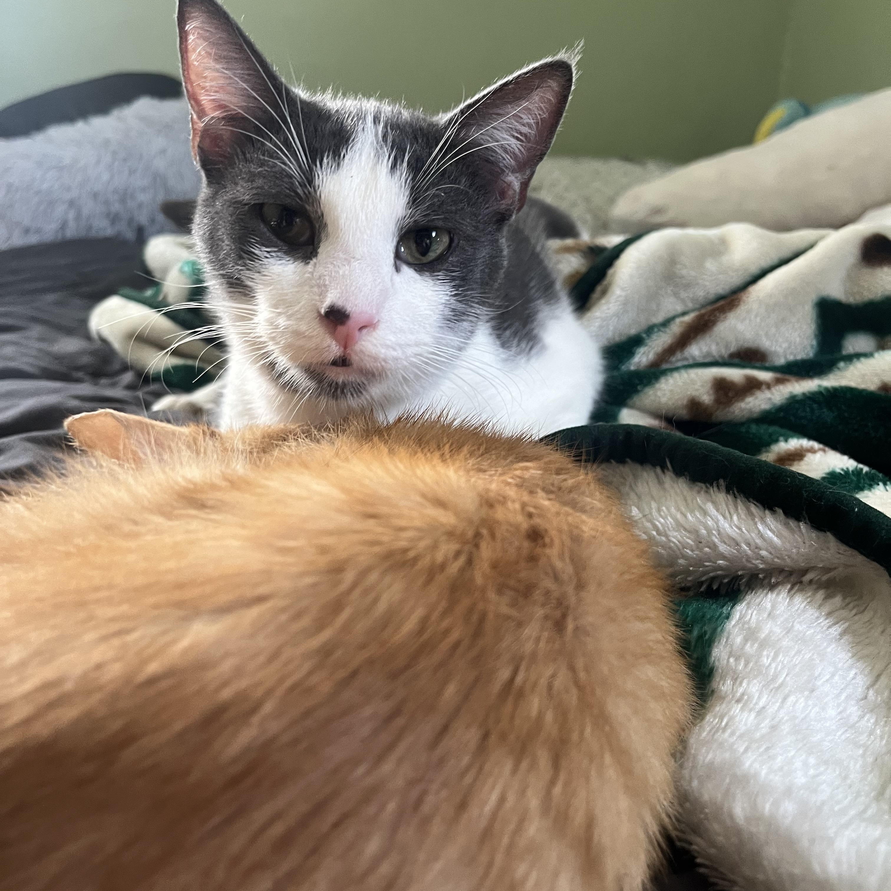 Enlarge Fenix, a Adoptable Tabby in santa monica, CA image 6/6