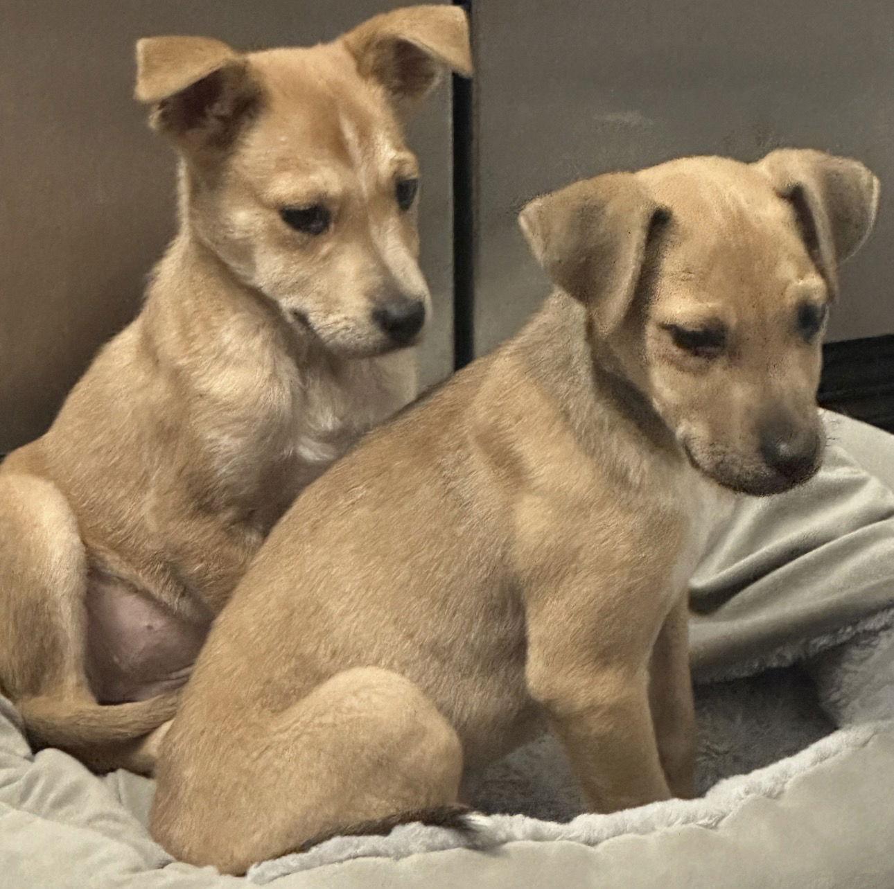 Enlarge Maple, a Adoptable mixed breed in Ball Ground, GA image 1/2