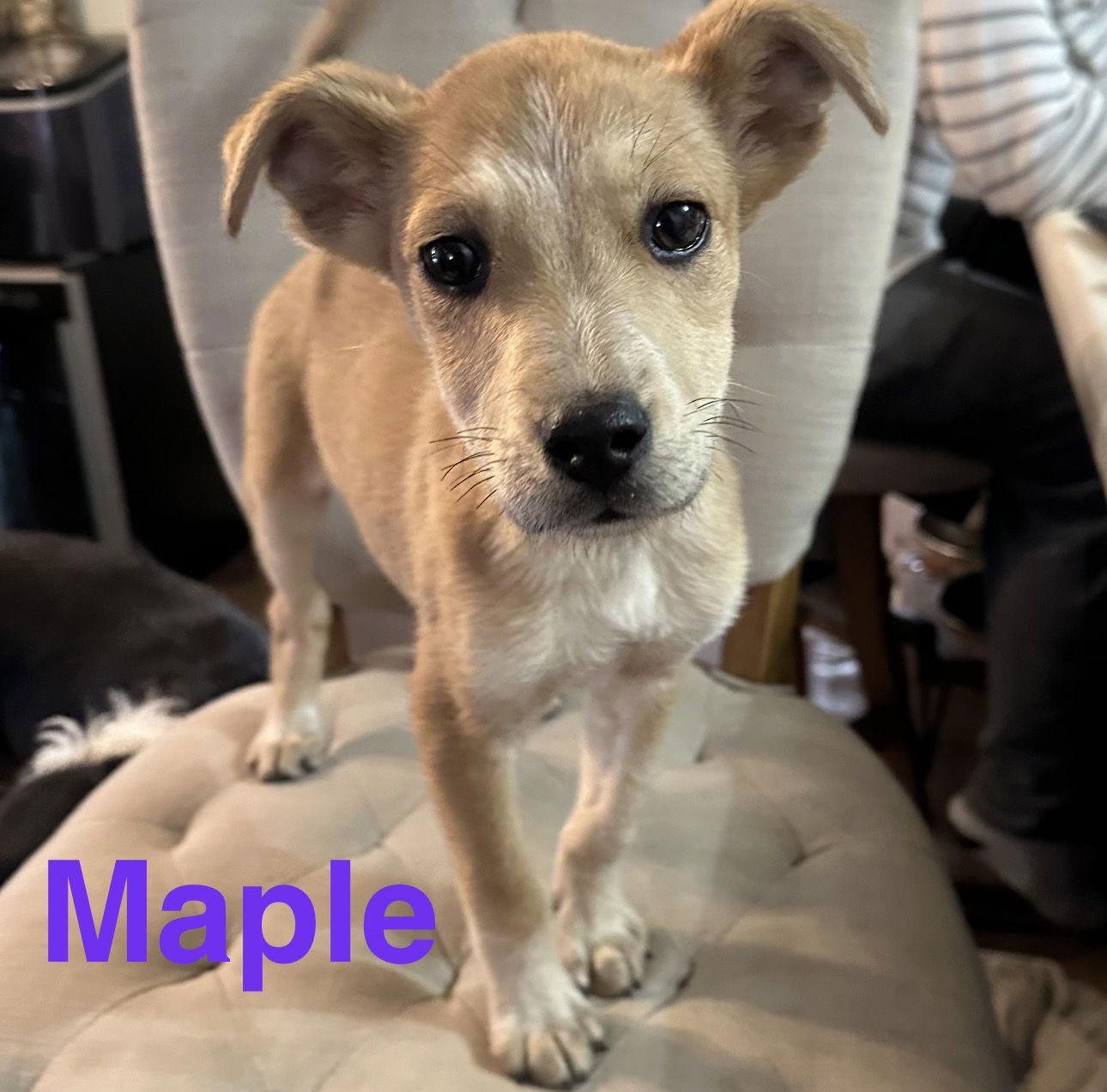 Enlarge Maple, a Adoptable mixed breed in Ball Ground, GA image 2/2