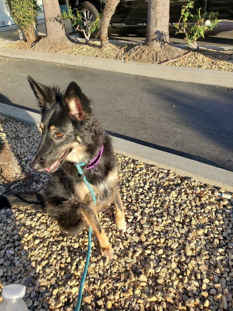 Rylie, Adopted, Adult Female German Shepherd Dog & Collie.
