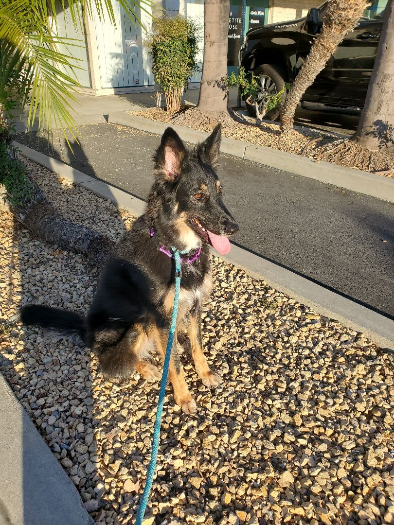 Rylie, a Adopted mixed breed in Santa Ana, CA image 2/3