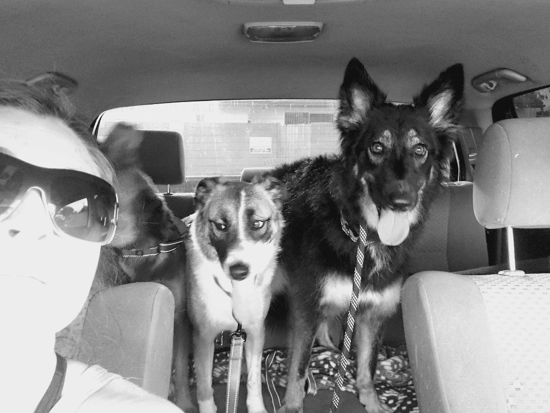 Rylie, a Adopted mixed breed in Santa Ana, CA image 3/3