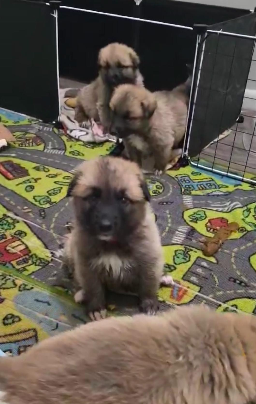 Enlarge Blixen plus 5 siblings, a Adopted German Shepherd Dog in Hot Springs, AR image 1/1