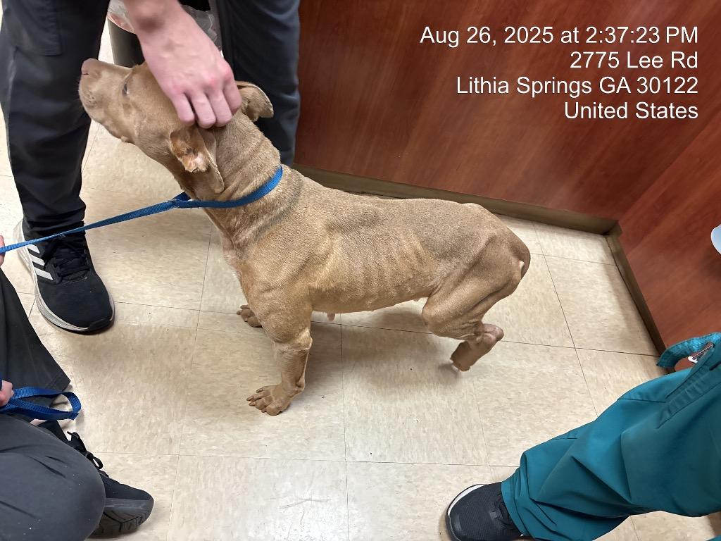 Enlarge Toasty, a Adoptable Pit Bull Terrier in Douglasville, GA image 1/4