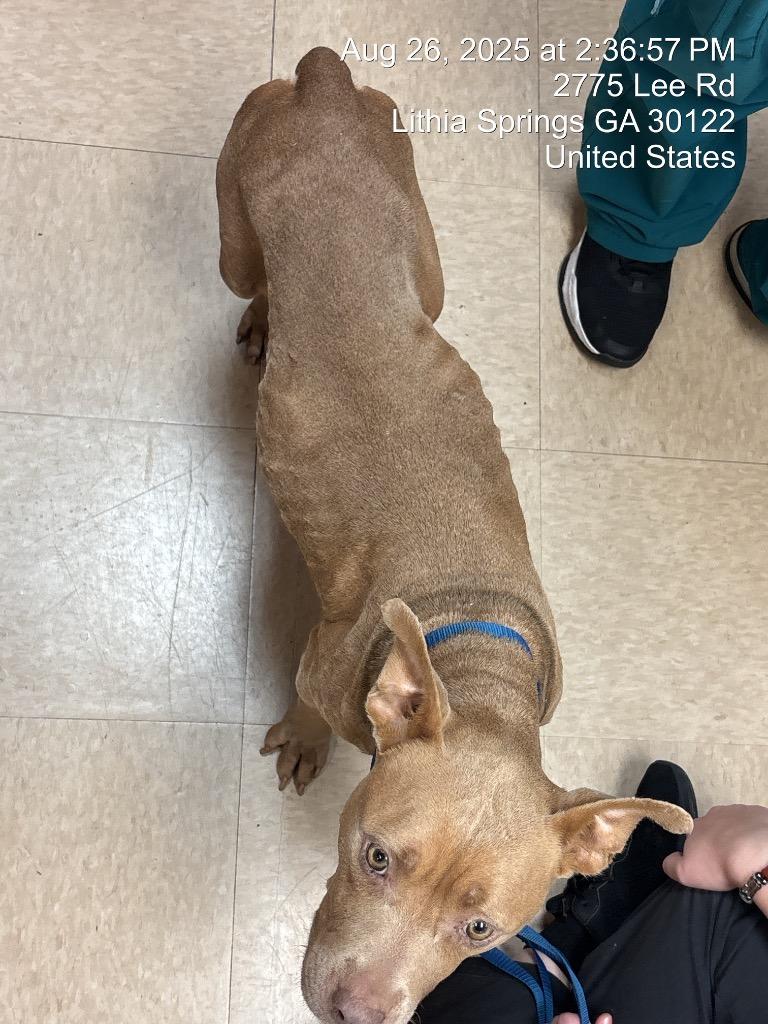 Enlarge Toasty, a Adoptable Pit Bull Terrier in Douglasville, GA image 2/4