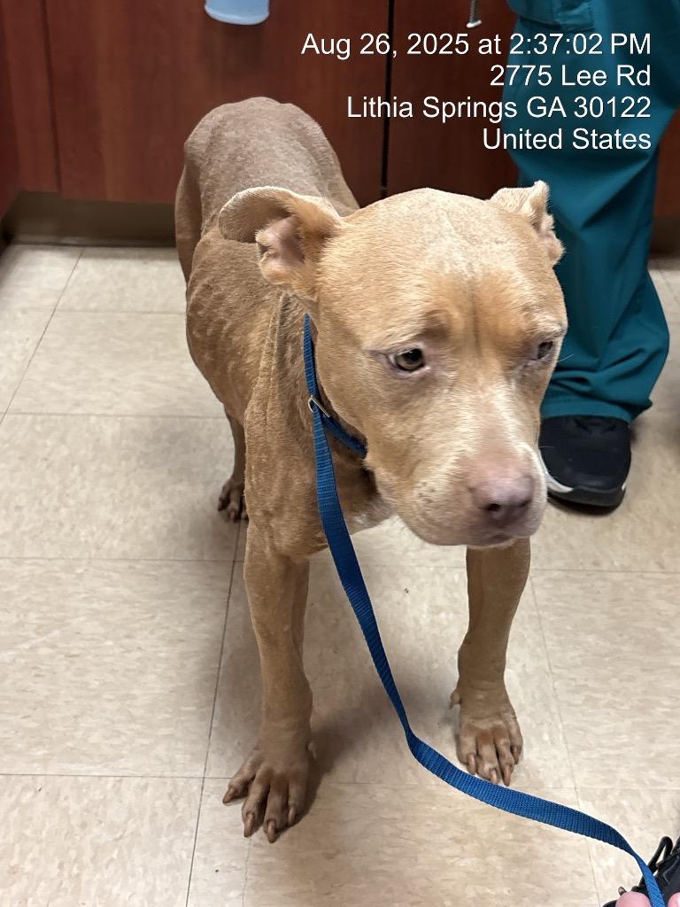 Enlarge Toasty, a Adoptable Pit Bull Terrier in Douglasville, GA image 3/4