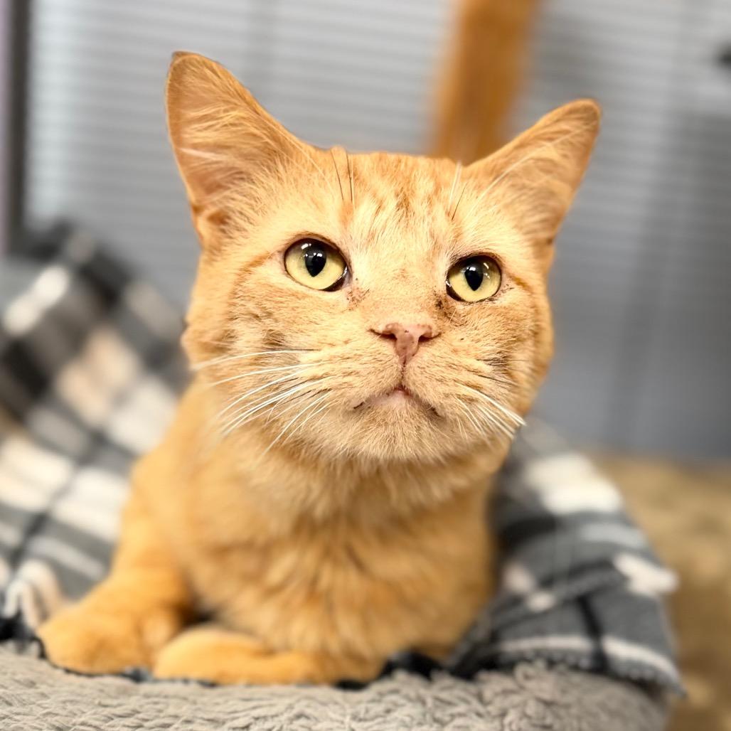 Stevie&Russell, Adoptable, Adult Male Domestic Short Hair.