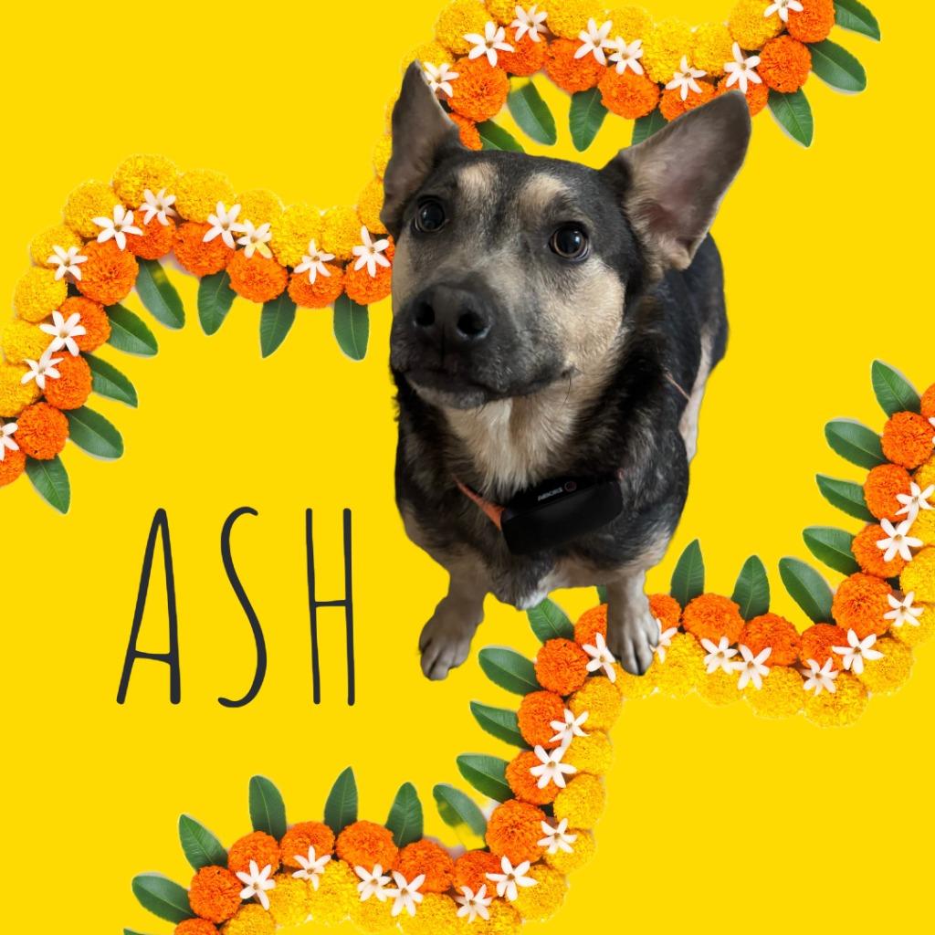 Enlarge Ash, a Adoptable mixed breed in Little Rock, AR image 1/4