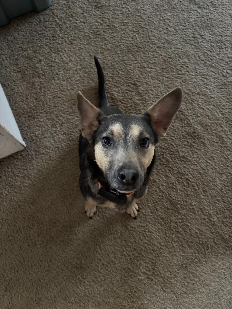 Enlarge Ash, a Adoptable mixed breed in Little Rock, AR image 1/4