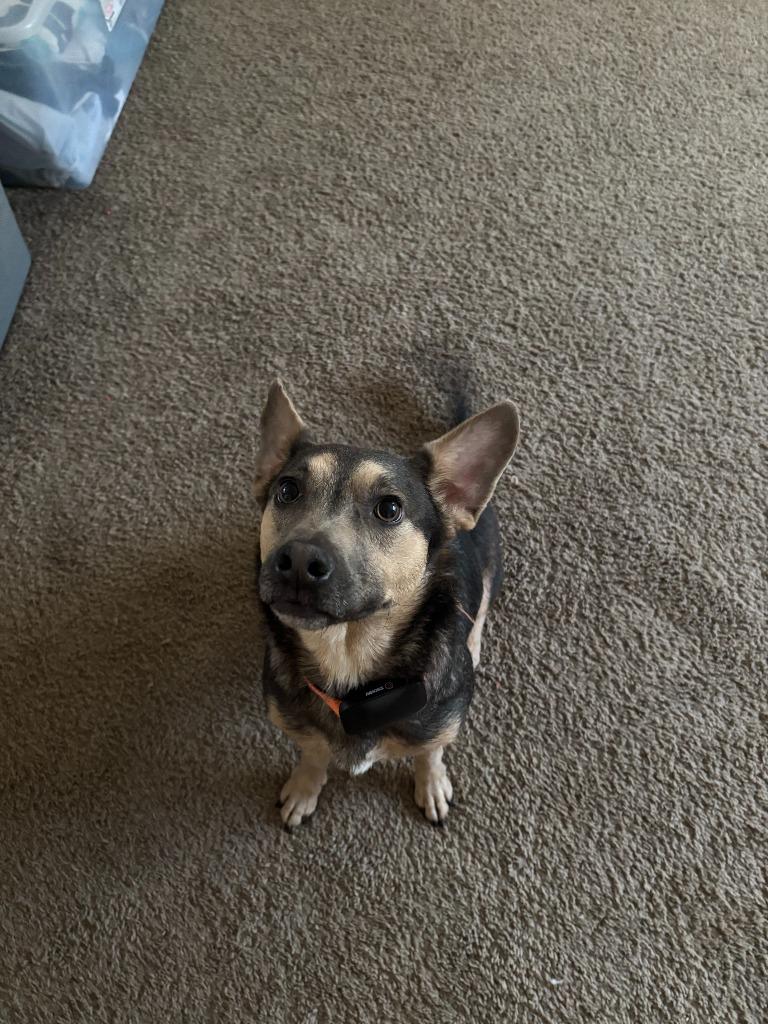 Ash, Adoptable, Adult Female Mixed Breed.