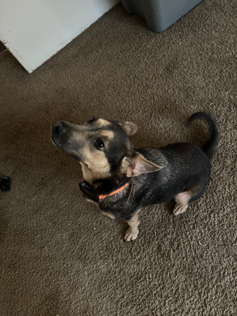 Enlarge Ash, a Adoptable mixed breed in Little Rock, AR image 4/4