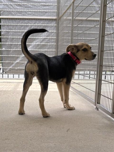 BEBE, Adoptable, Puppy Female German Shepherd Dog & Mixed Breed.