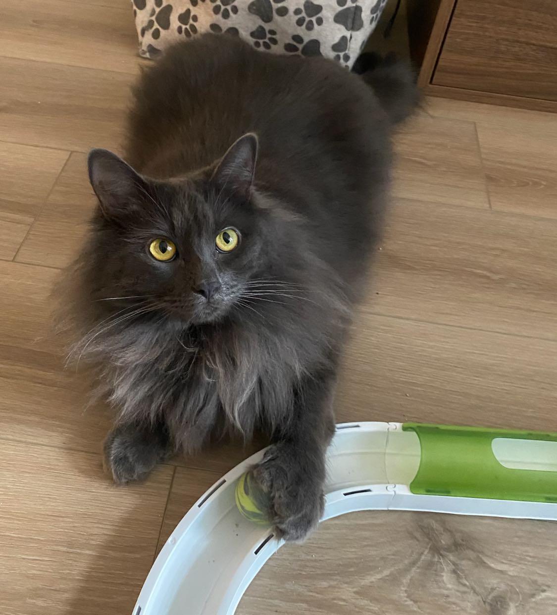 Koko, Adoptable, Adult Male Domestic Long Hair.