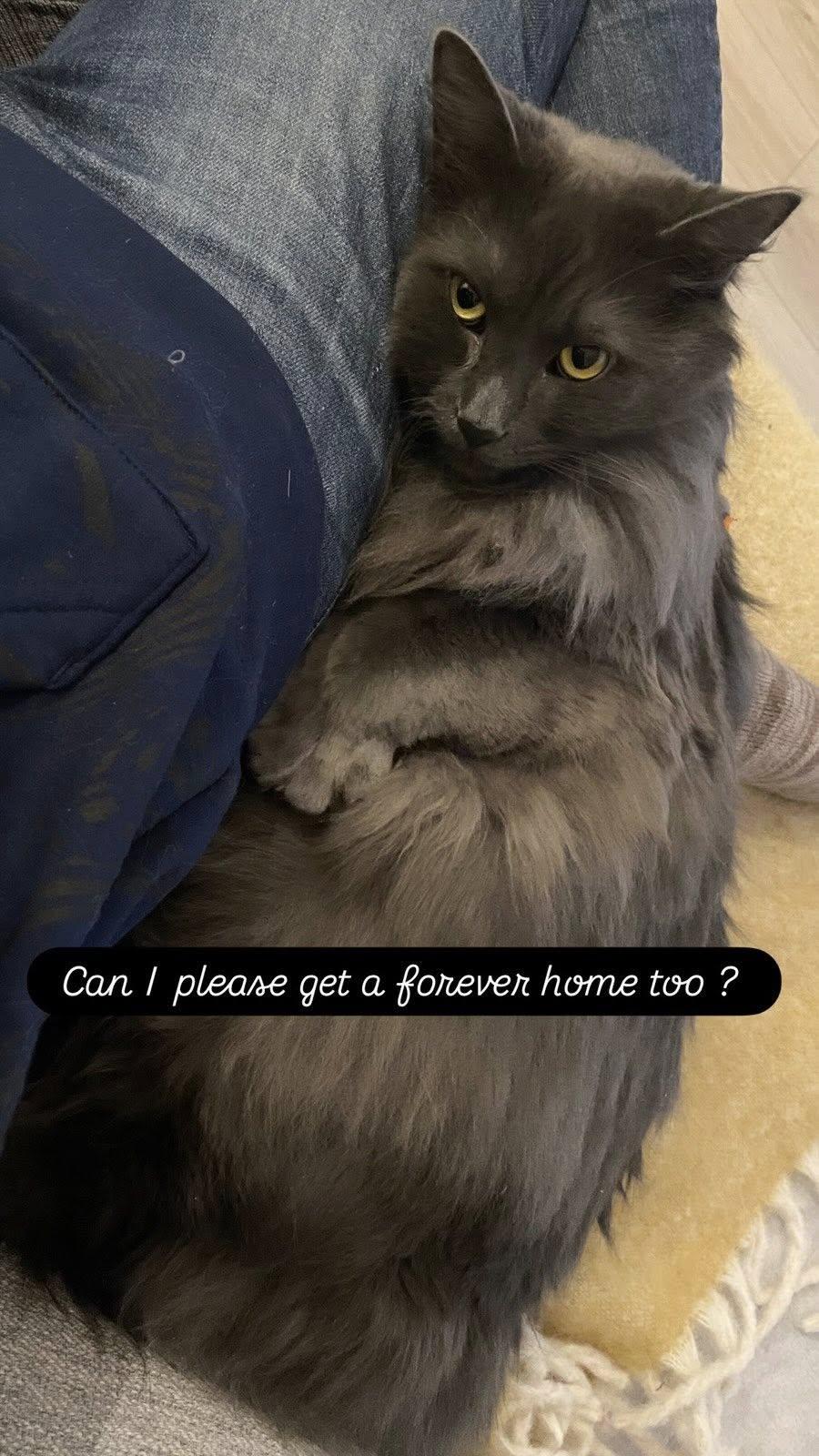 Koko, a Adoptable Domestic Long Hair in Montreal, QC image 5/6