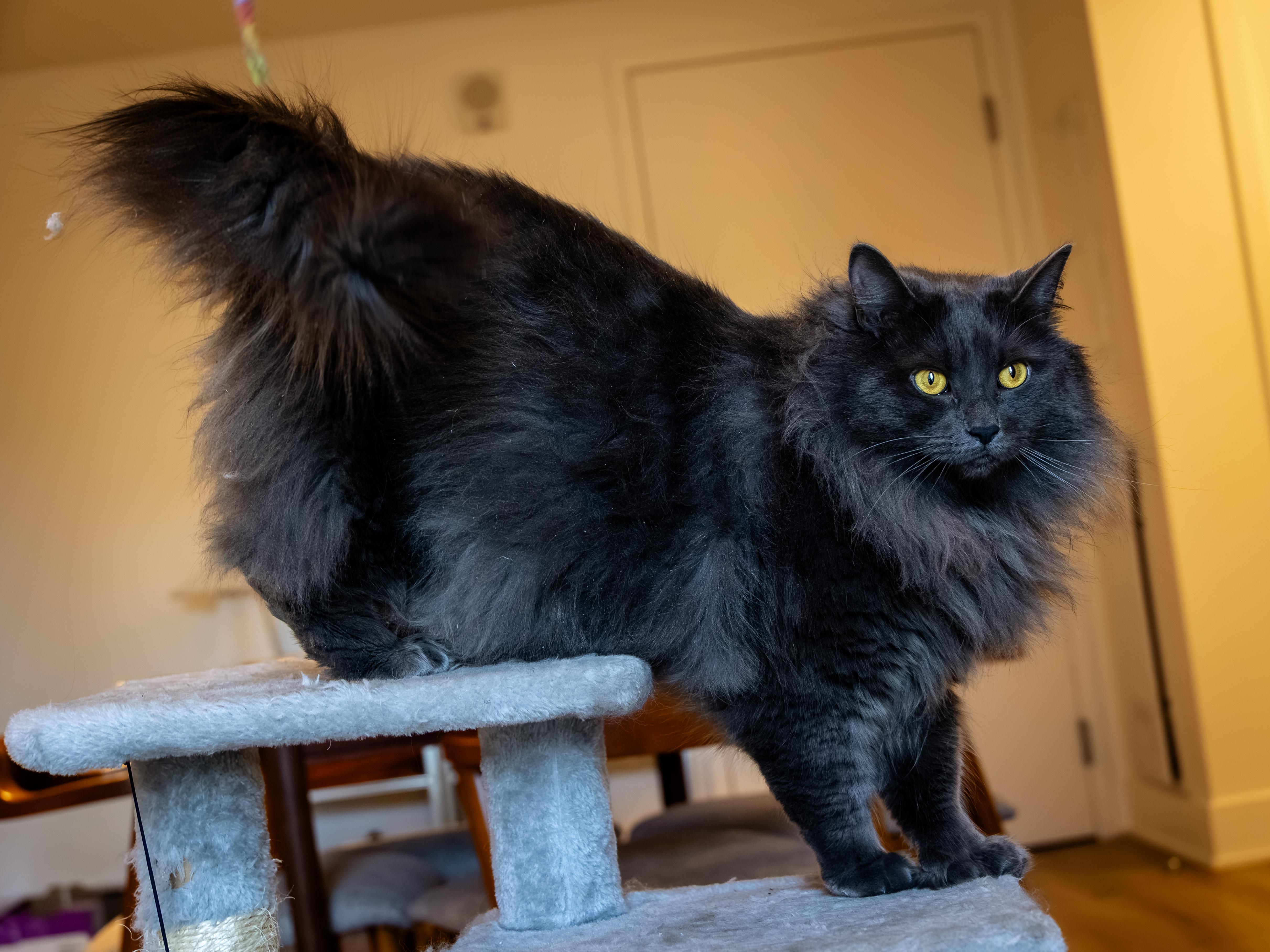 Koko, a Adoptable Domestic Long Hair in Montreal, QC image 4/6