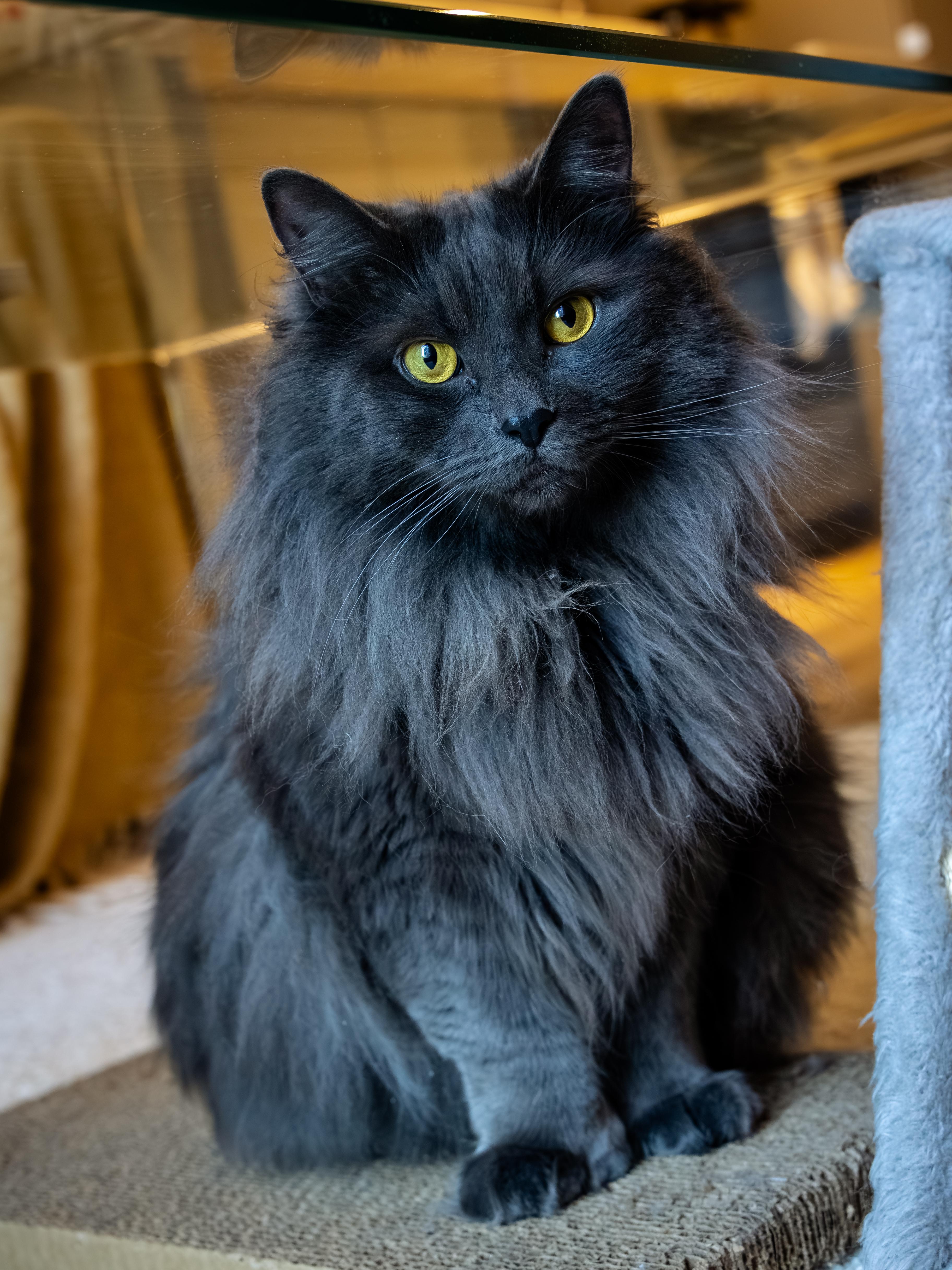 Koko, a Adoptable Domestic Long Hair in Montreal, QC image 1/6