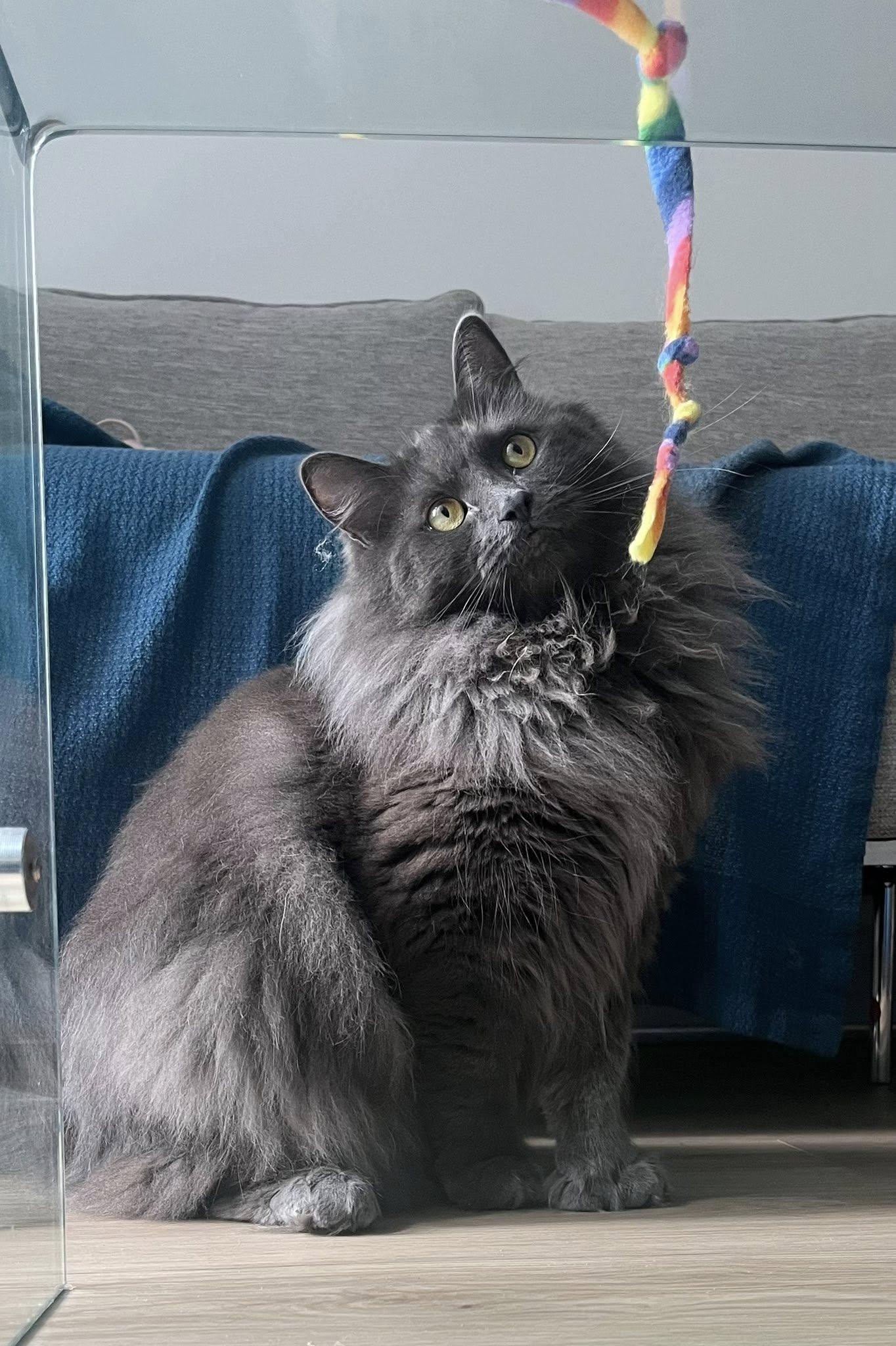 Koko, Adoptable, Adult Male Domestic Long Hair.