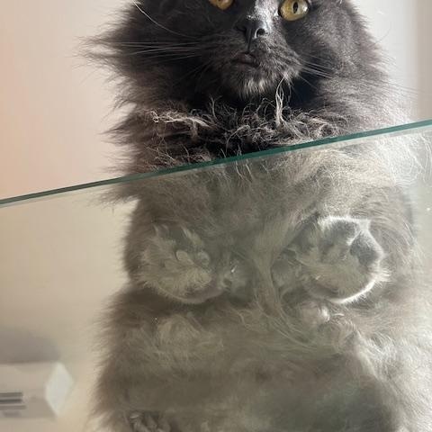 Koko, a Adoptable Domestic Long Hair in Montreal, QC image 5/6