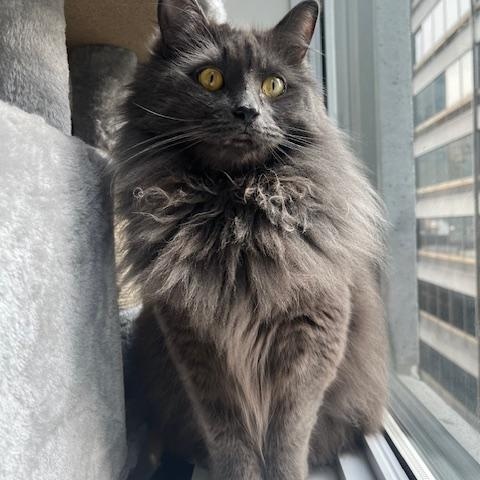 Koko, a Adoptable Domestic Long Hair in Montreal, QC image 3/6