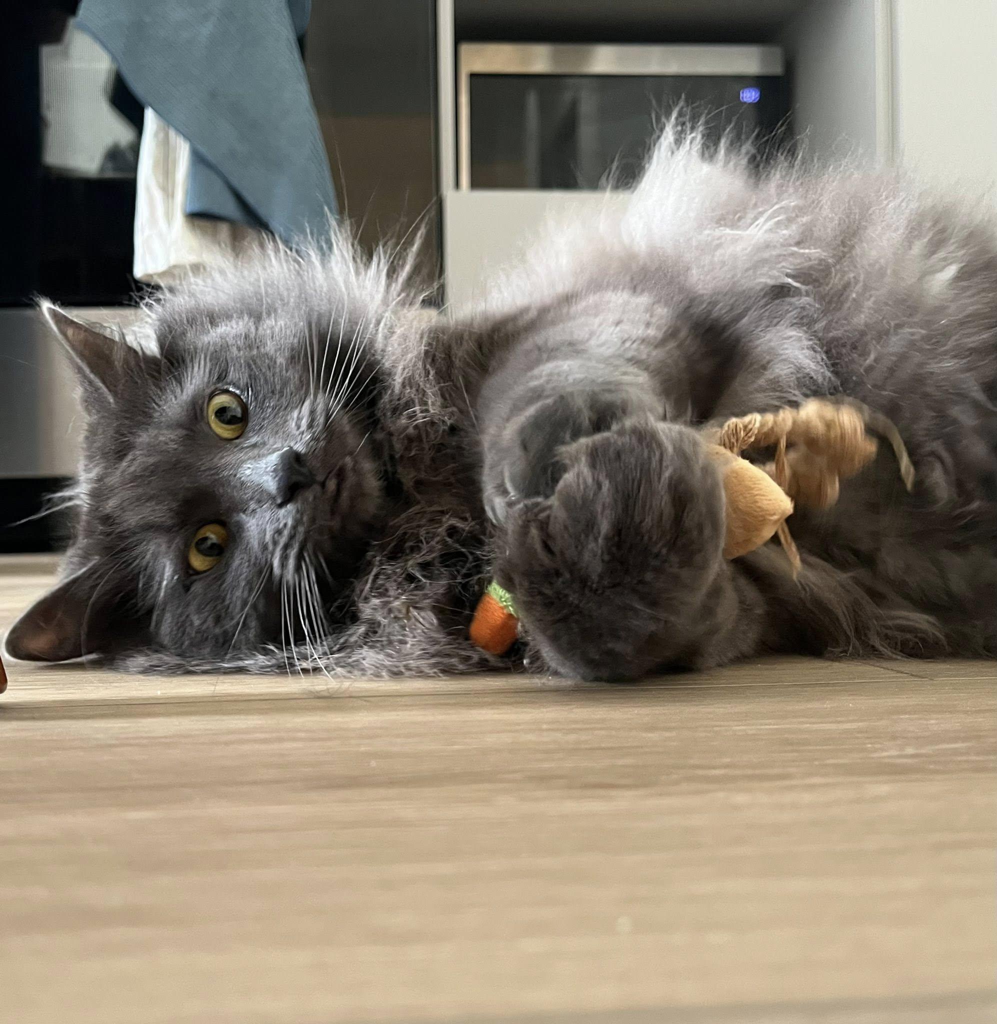 Koko, a Adoptable Domestic Long Hair in Montreal, QC image 2/6