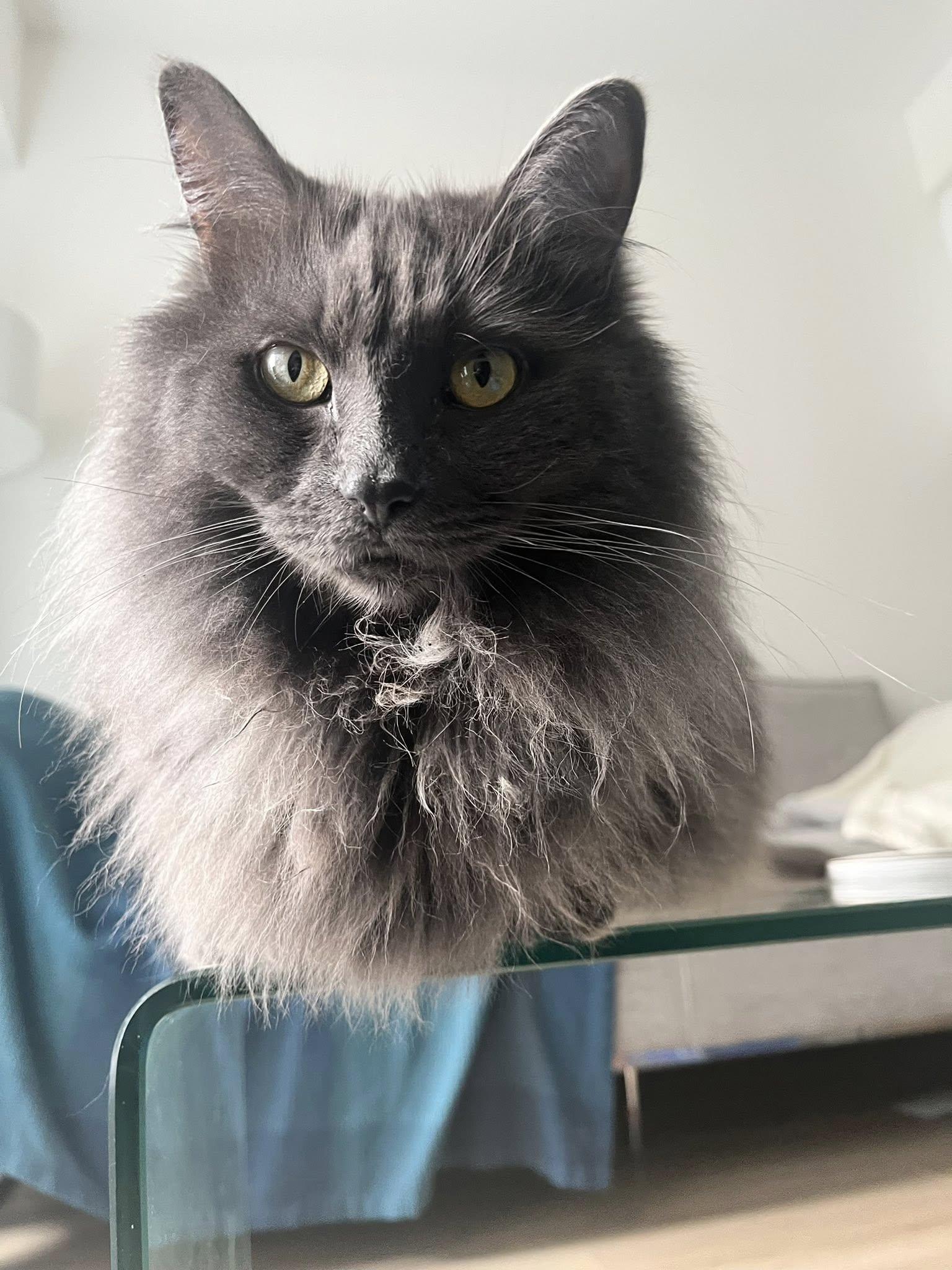 Koko, Adoptable, Adult Male Domestic Long Hair.