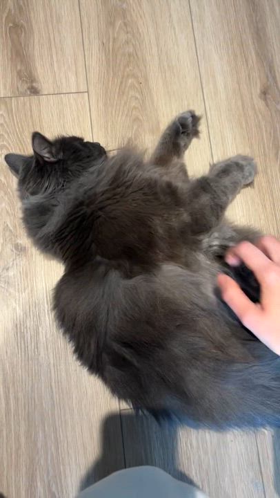 Enlarge Koko, a Adoptable Domestic Long Hair in Montreal, QC video 6/6