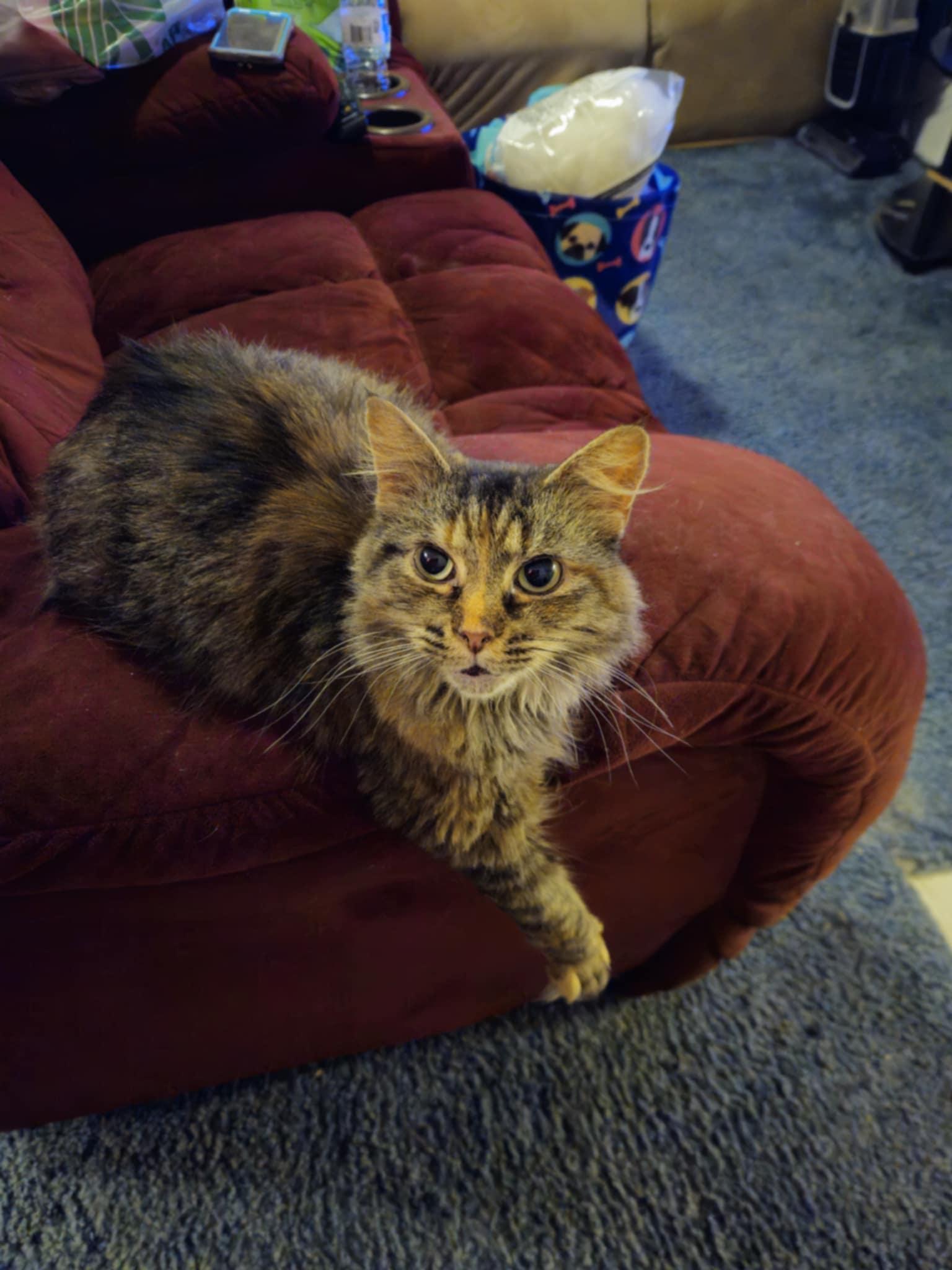 Willow, Adopted, Adult Female Maine Coon.