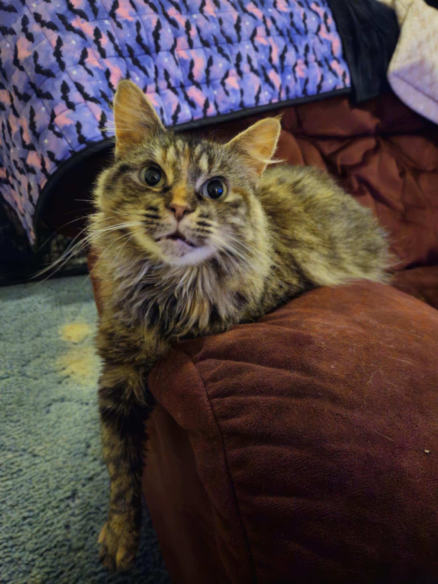 Enlarge Willow, a Adopted mixed breed in Creswell, NC image 2/5