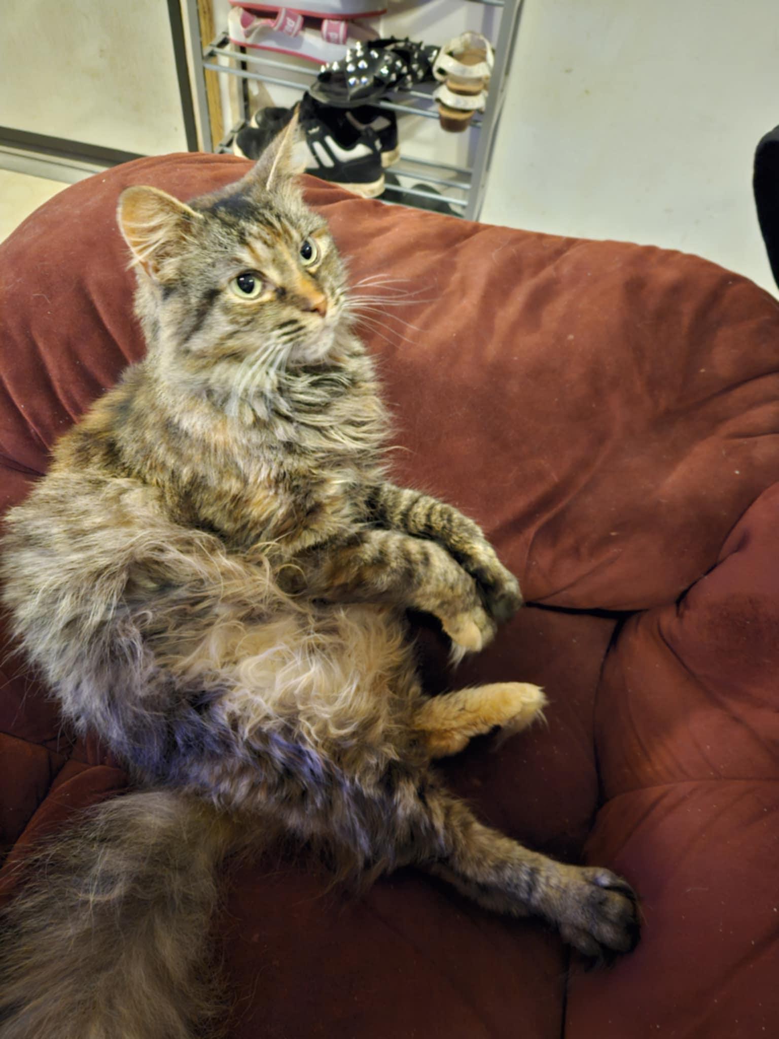 Enlarge Willow, a Adopted mixed breed in Creswell, NC image 3/5