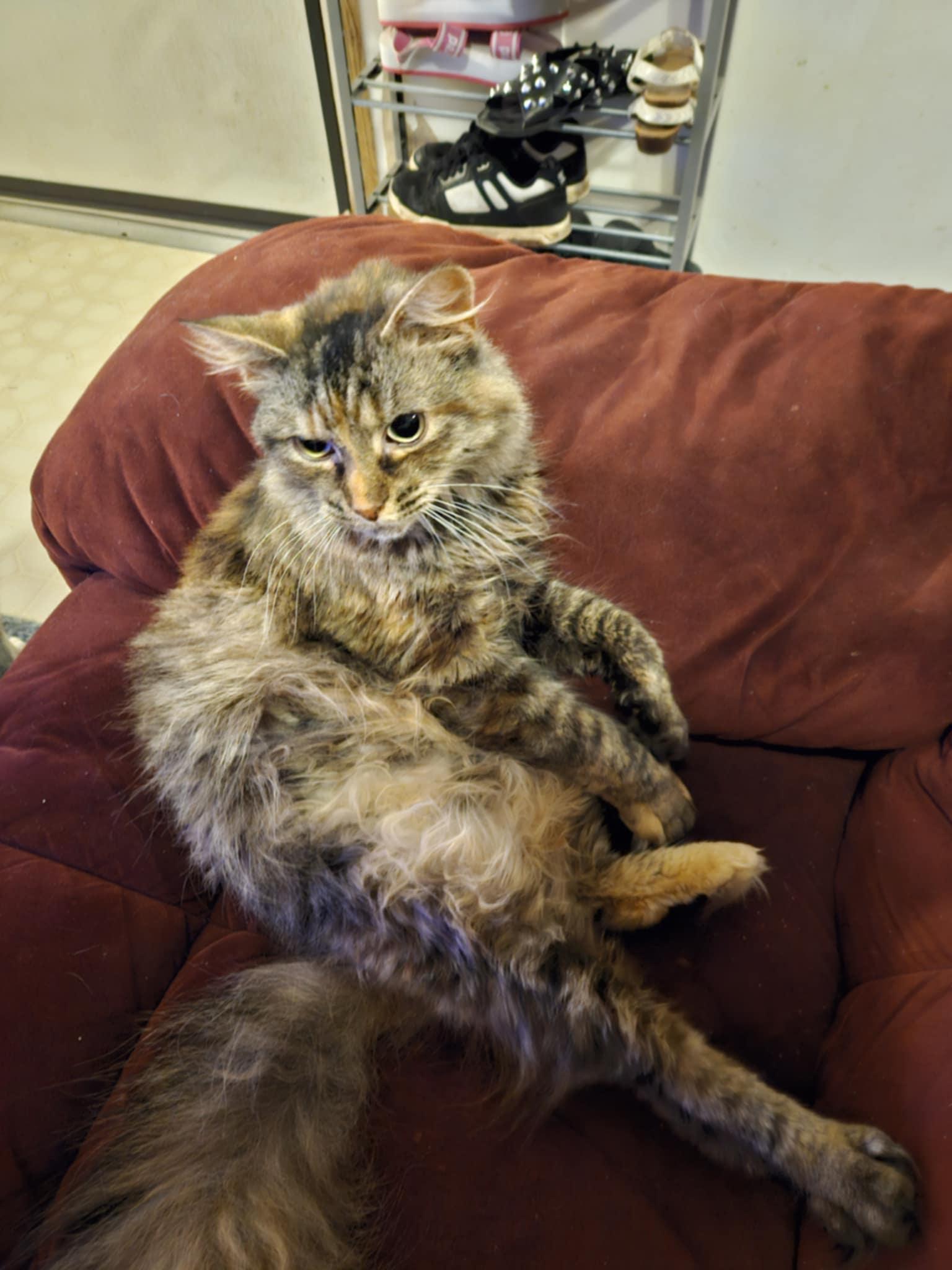 Enlarge Willow, a Adopted mixed breed in Creswell, NC image 4/5