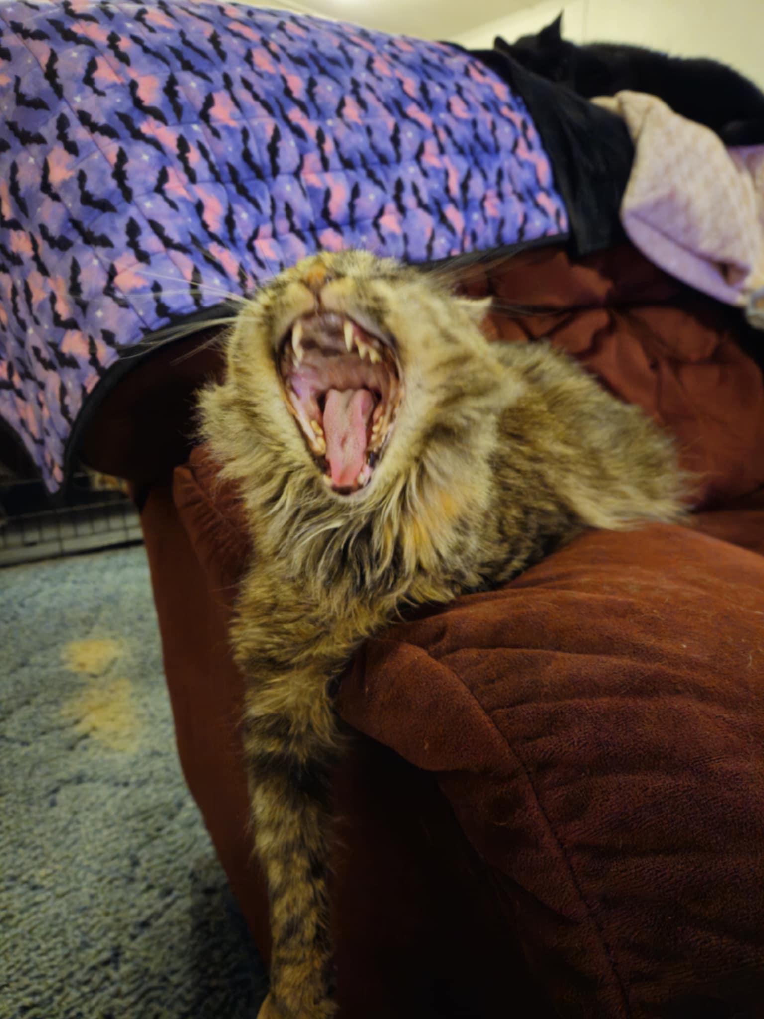 Enlarge Willow, a Adopted mixed breed in Creswell, NC image 5/5
