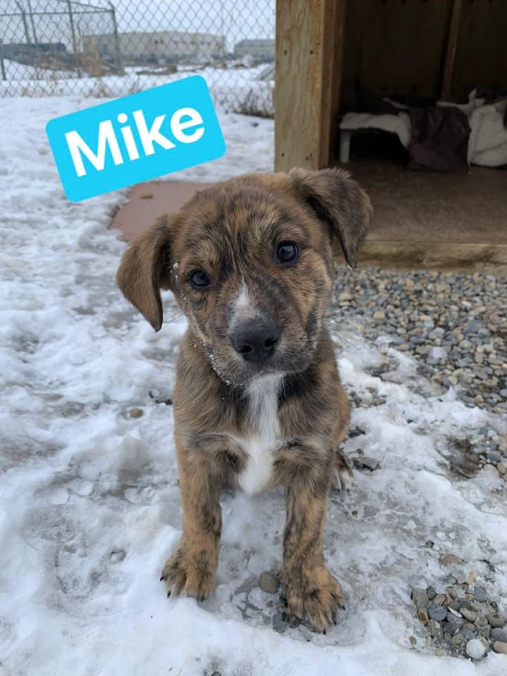 Enlarge Mike, a ADOPTABLE mixed breed in Bonnyville, AB image 1/1