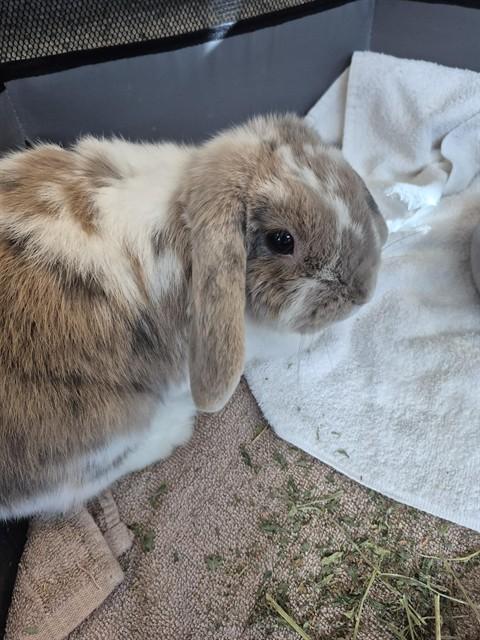 CINNAMIN BUN, Adoptable, Adult Female Holland Lop.