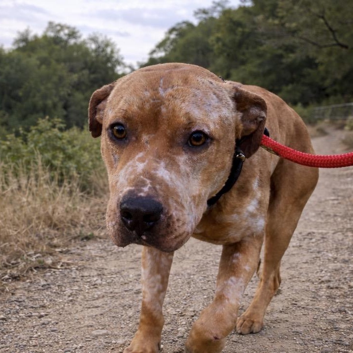 Valor , ADOPTABLE, Adult Male Pit Bull Terrier.