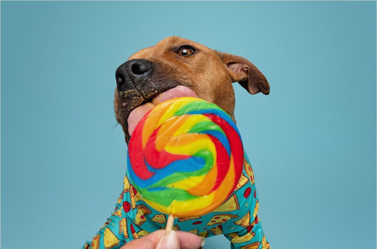 Enlarge Valor , a ADOPTABLE Pit Bull Terrier in houston, TX image 3/6