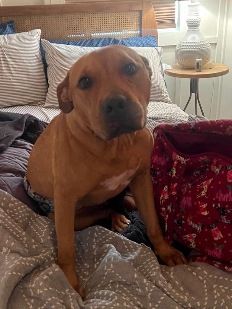 Enlarge Valor , a ADOPTABLE Pit Bull Terrier in houston, TX image 6/6