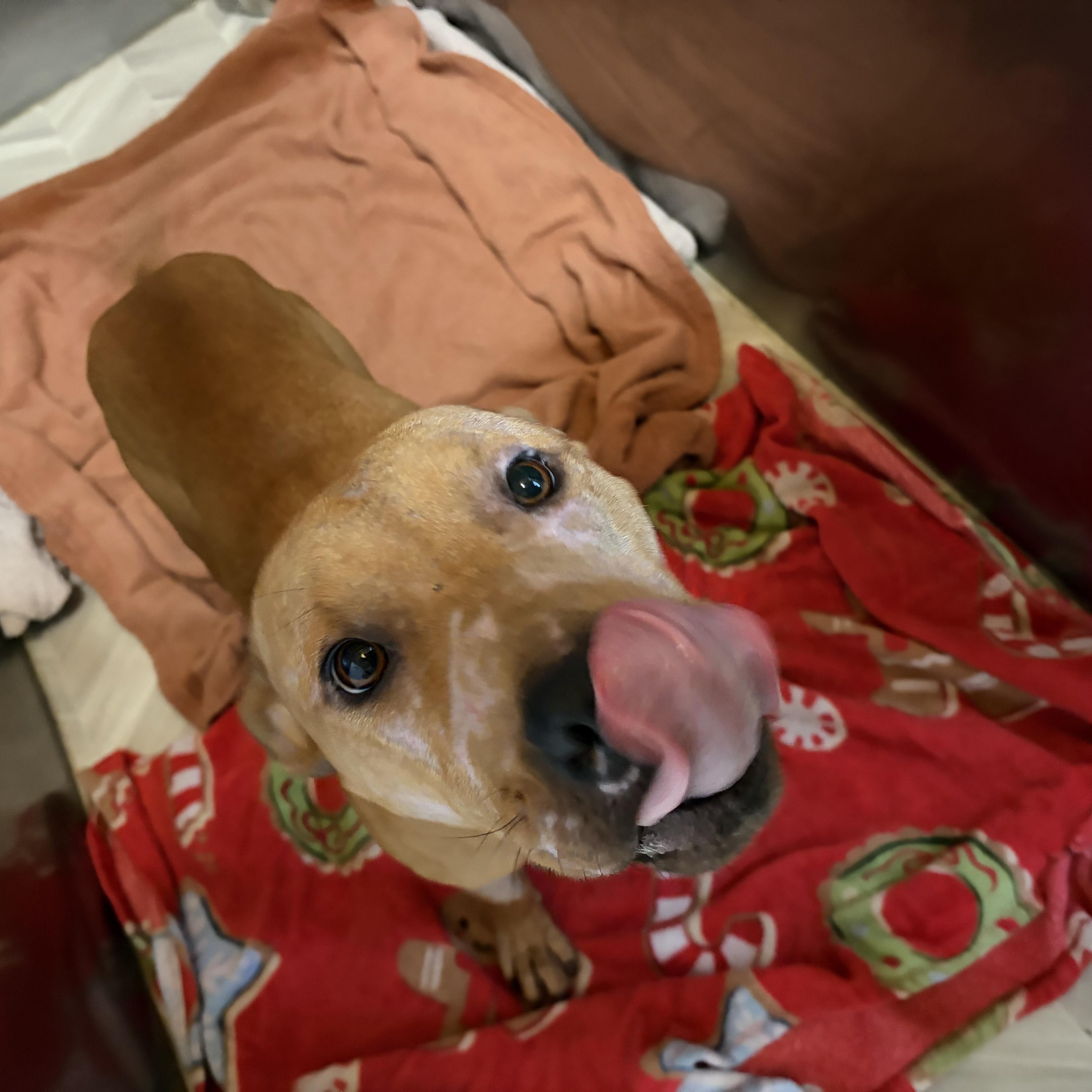 Enlarge Valor , a ADOPTABLE Pit Bull Terrier in houston, TX image 6/6